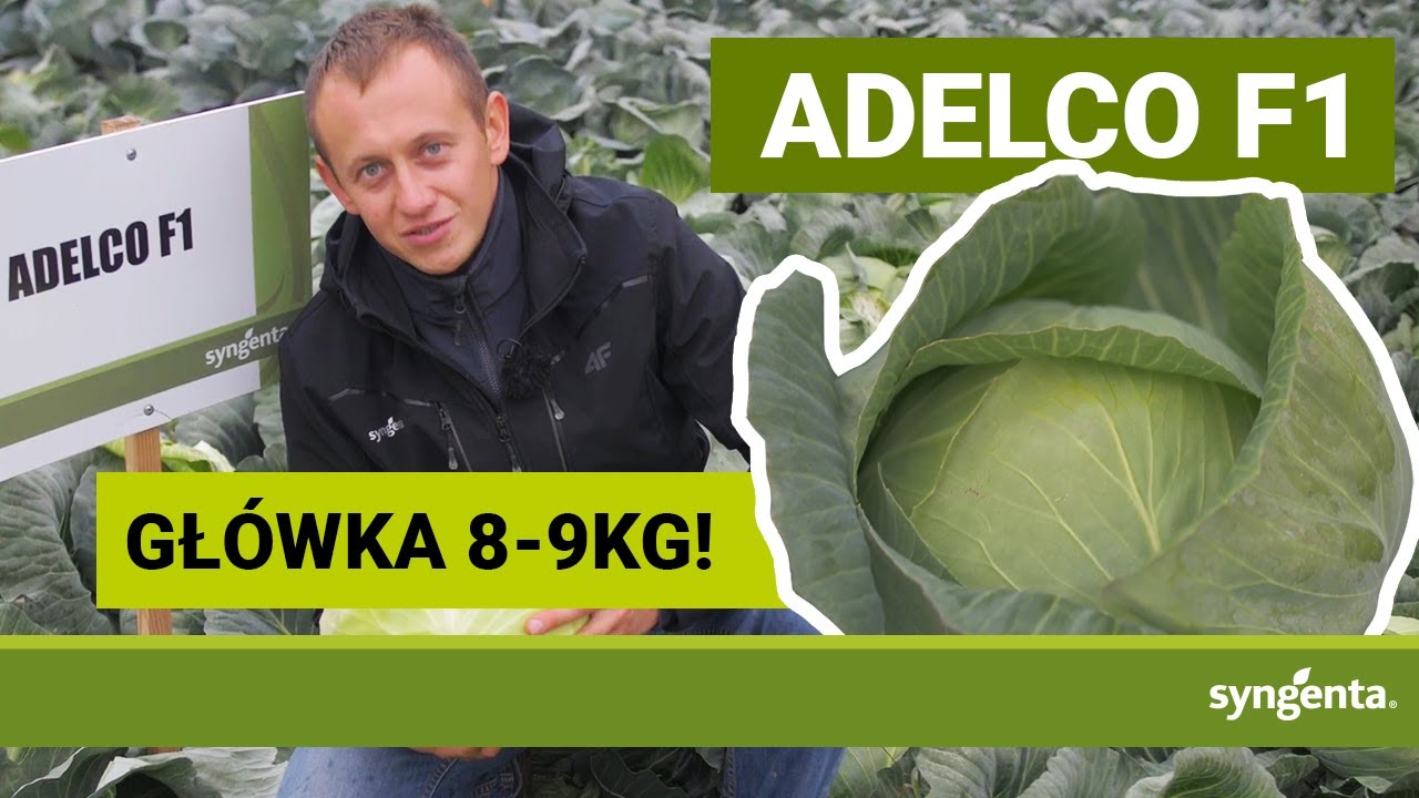 Adelco F1 - nowa jakość w jesiennym przetw&oacute;rstwie
