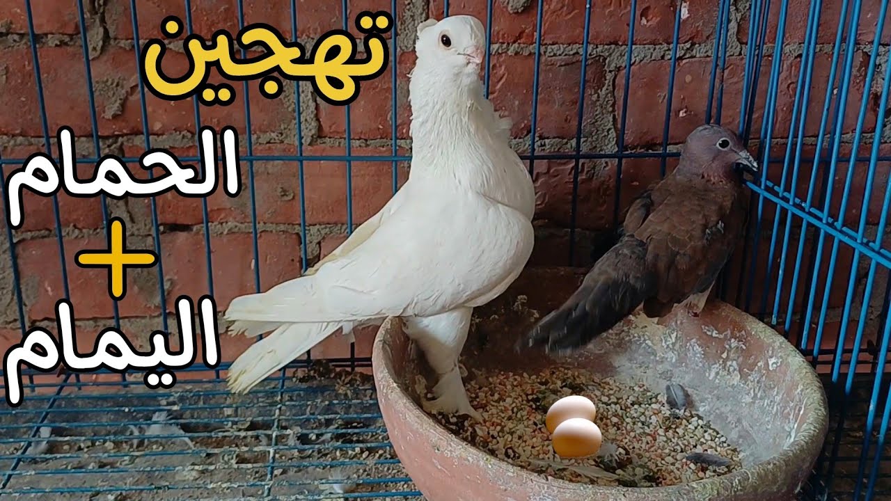 اول تجربه لتهجين الحمام مع اليمام 🫨 اغرب تهجين