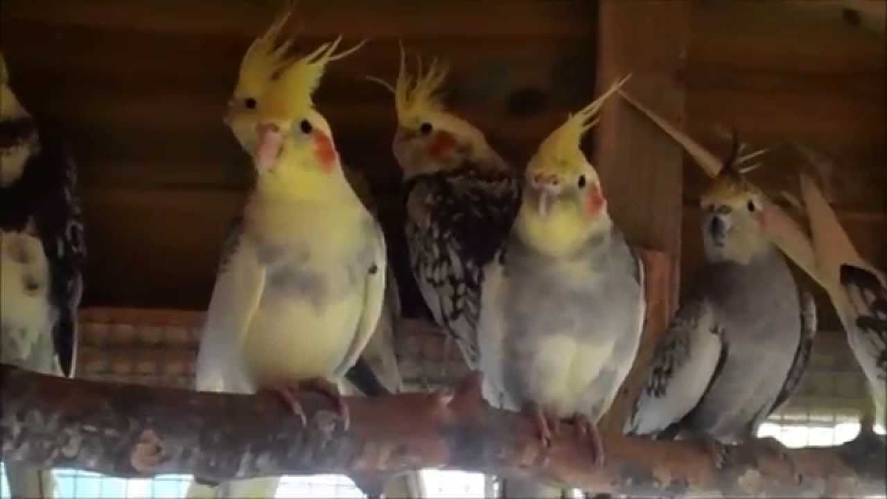 Cockatiels In Our Garden Aviary