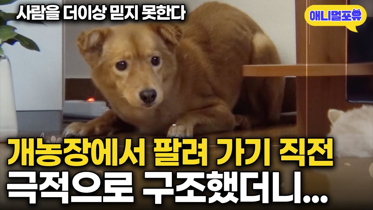 개농장에서 태어나 사람을 미워하는 강아지, 죽기 직전 겨우 구조했더니..🥲 I KBS 개는 훌륭하다 220829 방송