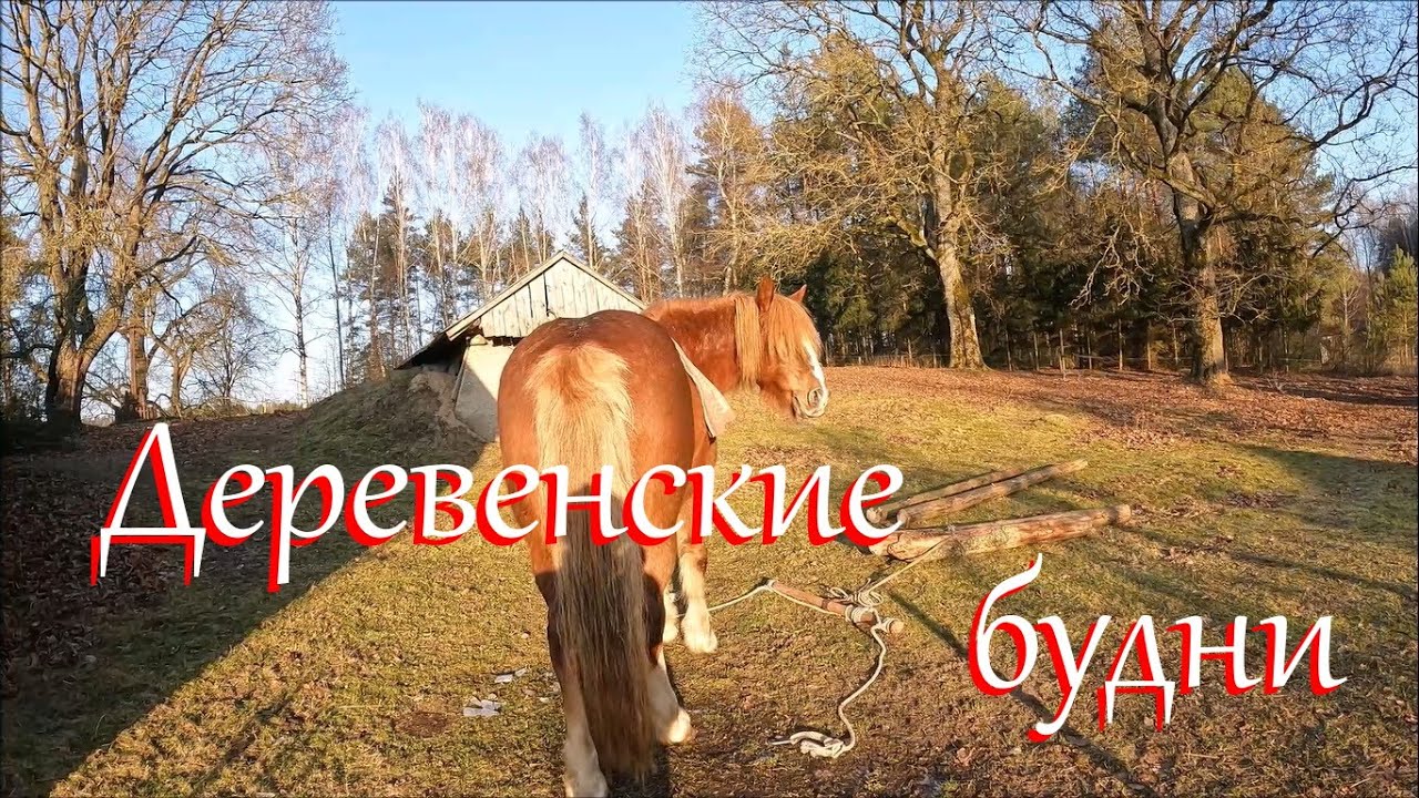 Бобры на речке больше не живут. Жизнь на Лесном Хуторе.