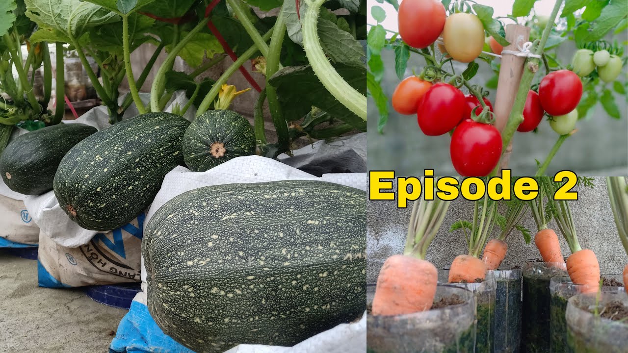 #80 Episode 2, surprise when growing zucchini, tomatoes, and carrots at home winter vegetables