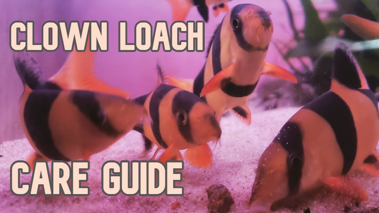 Clown Loaches | My Experience Keeping