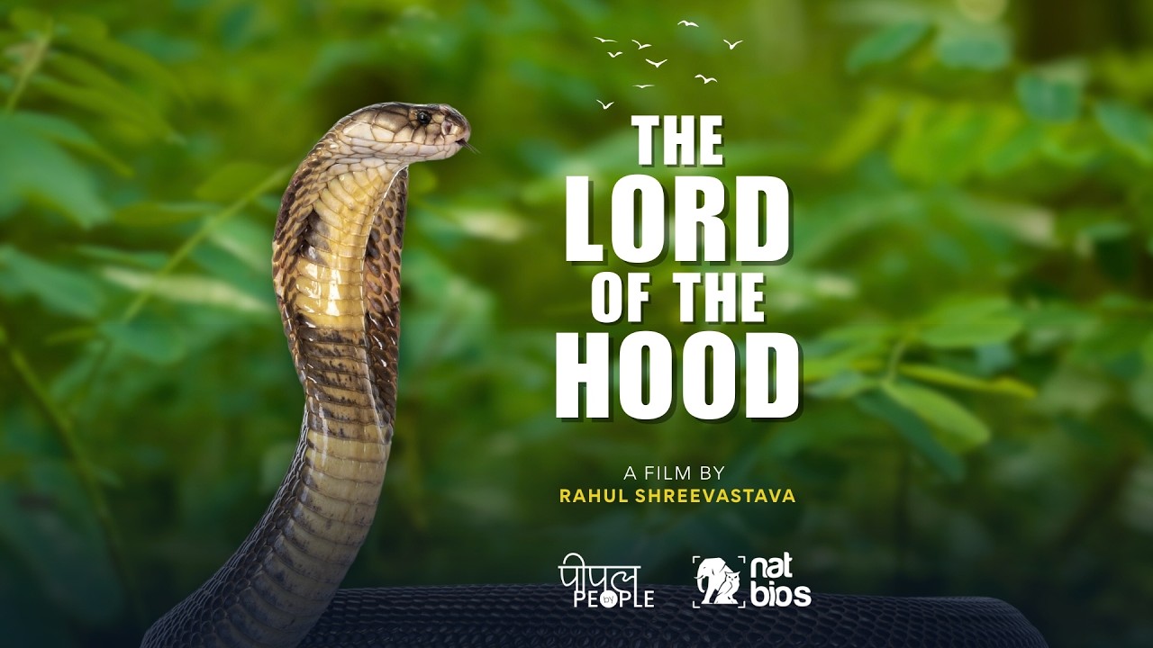 Lord of the hood, The Indian spectacled cobra