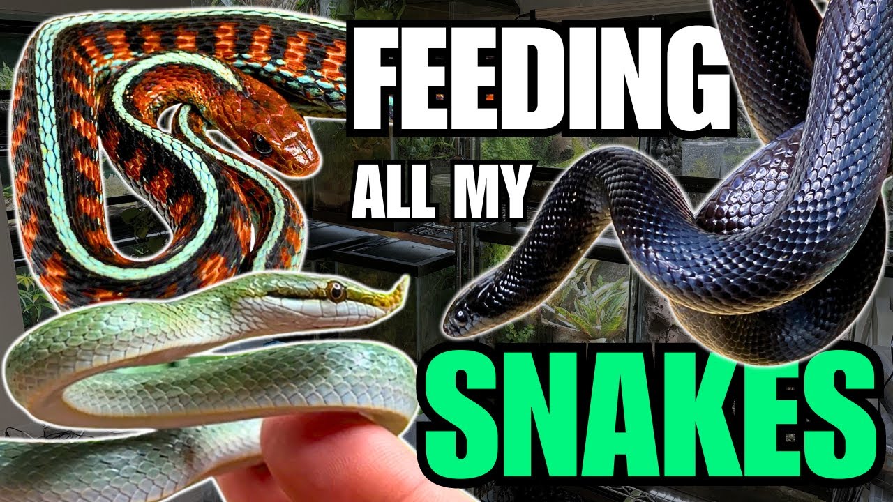 FEEDING ALL MY SNAKES! Rhinoceros Ratsnakes, King Snakes and more!