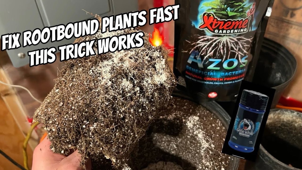 Great White and Azos. Will they help the root bound plants come back to life?? 