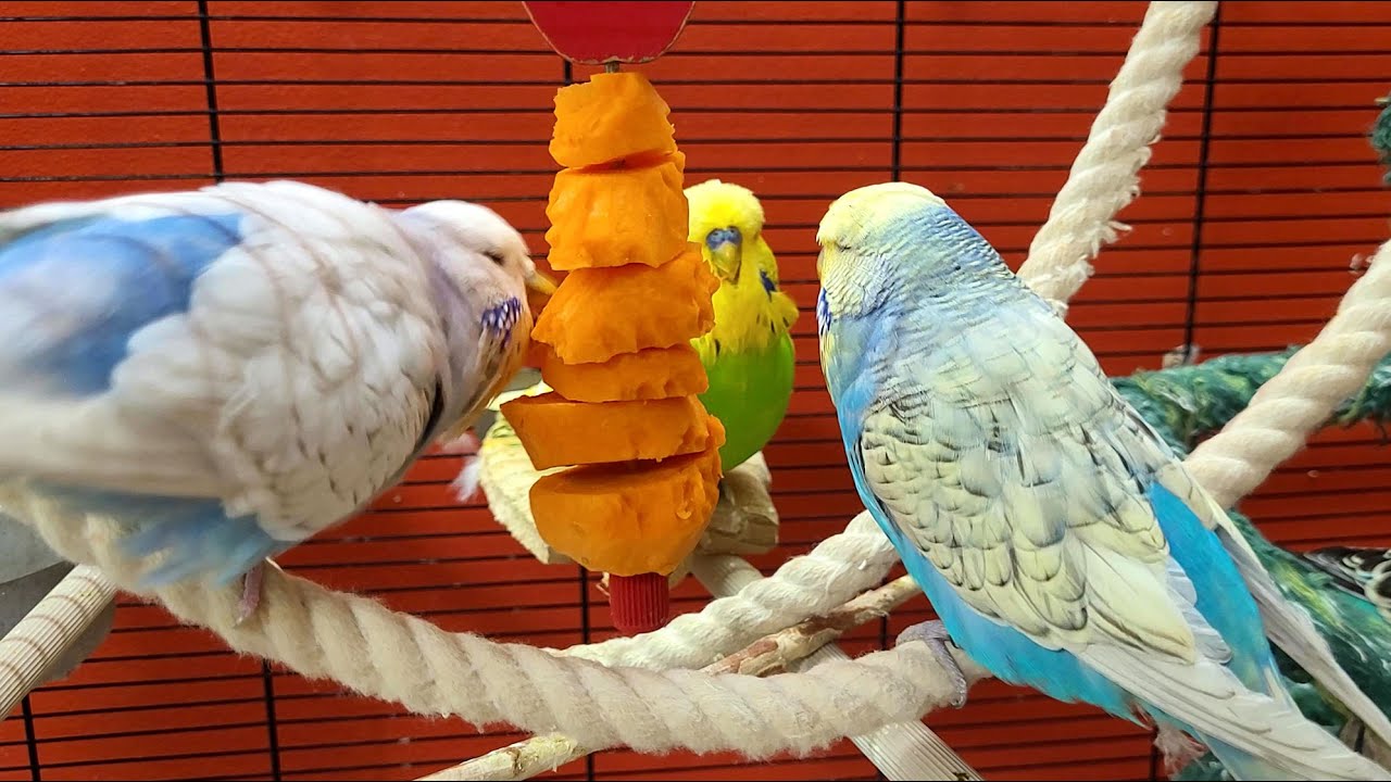 7 hours of budgie sounds with background noise for relaxation