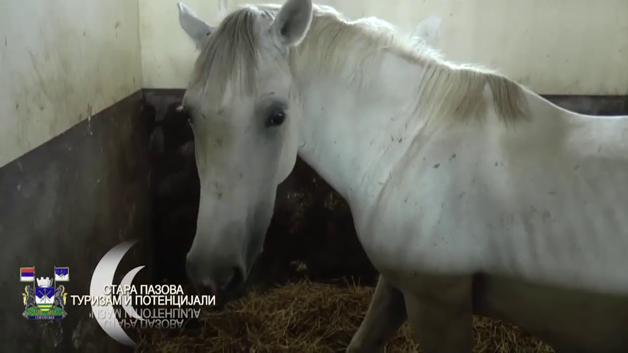Turizam i potencijali Stara Pazova - Konjicki klub Mirela