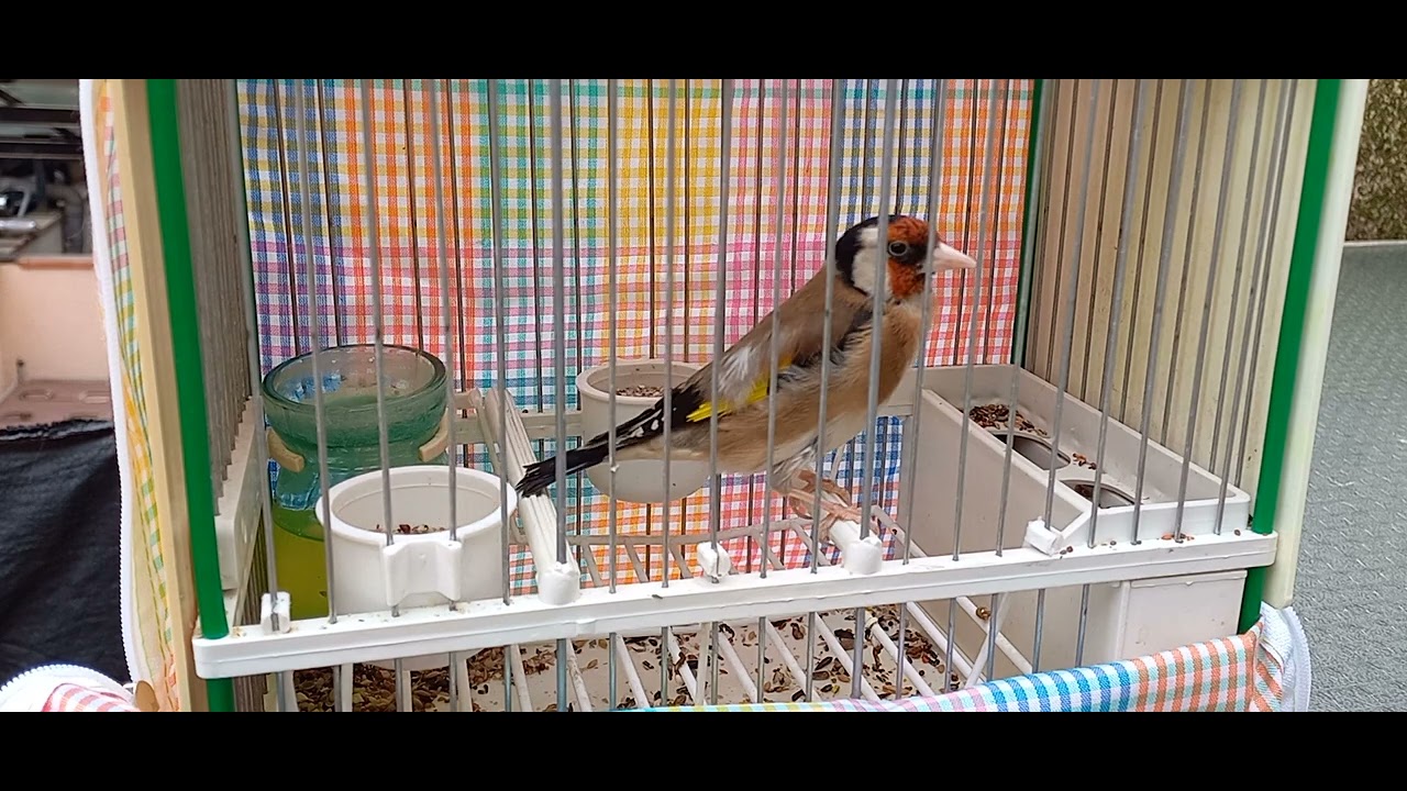 jilguero cantando campero en celo