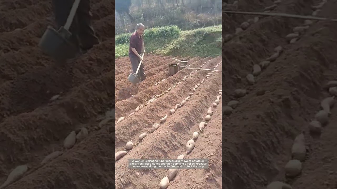 Ridged Tuber Planting With Granular Banding