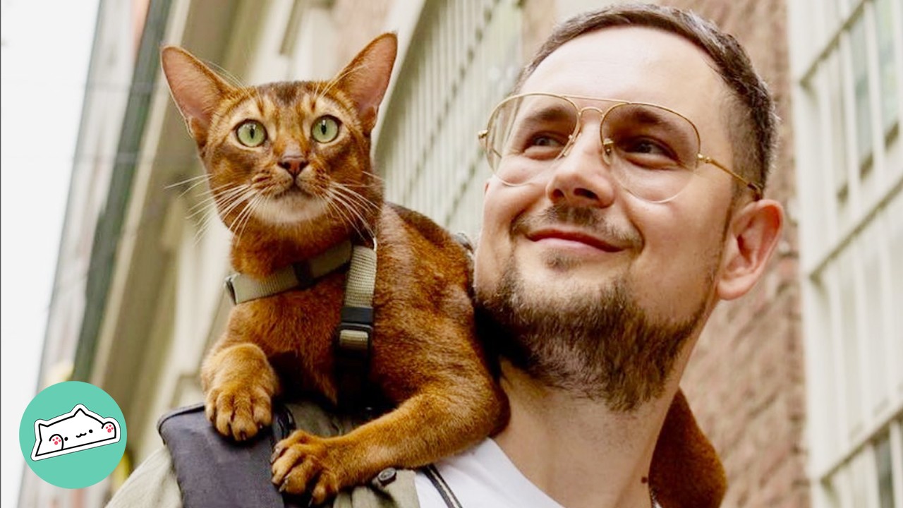 Cat Bonds With Man and Becomes His Best Travelling Buddy | Cuddle Buddies