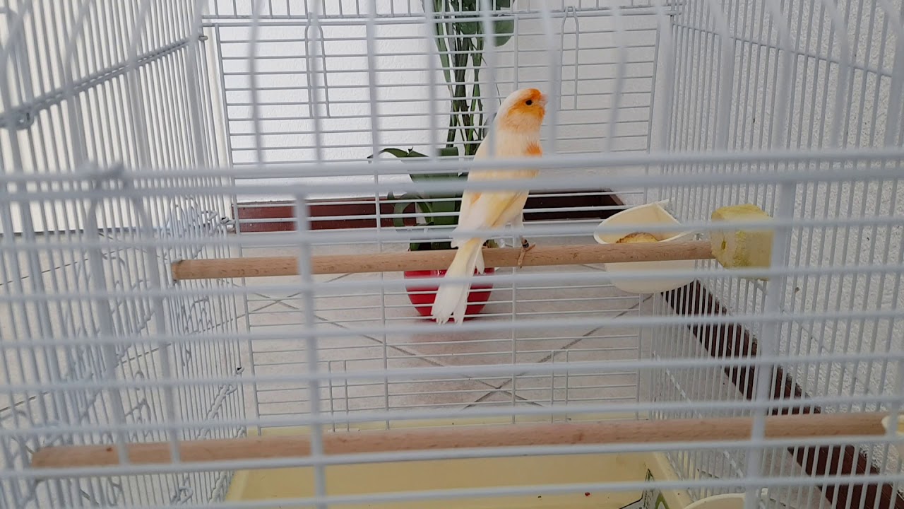 My Mosaic Canary 🎵🎵