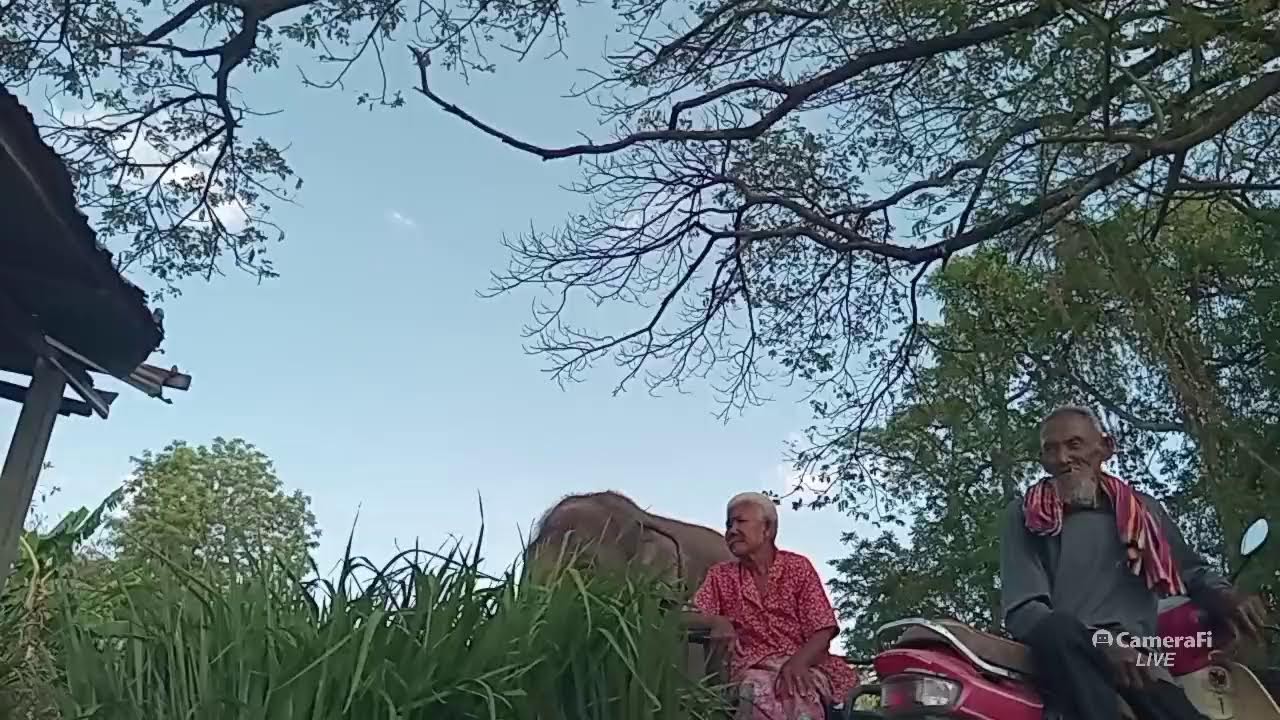 อาหารช้างราคาส่ง ส่งทุกที่🐘🌿🍌🌽🍉🙏🐘
