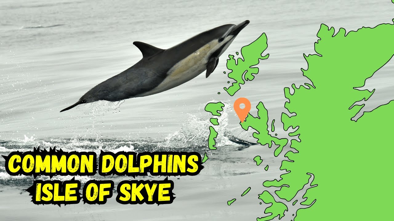 Common Dolphins | Isle of Skye