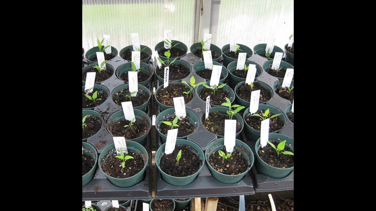 079 Seed Starting Tips. Can You Reuse Potting Soil? Winter Jasmine.