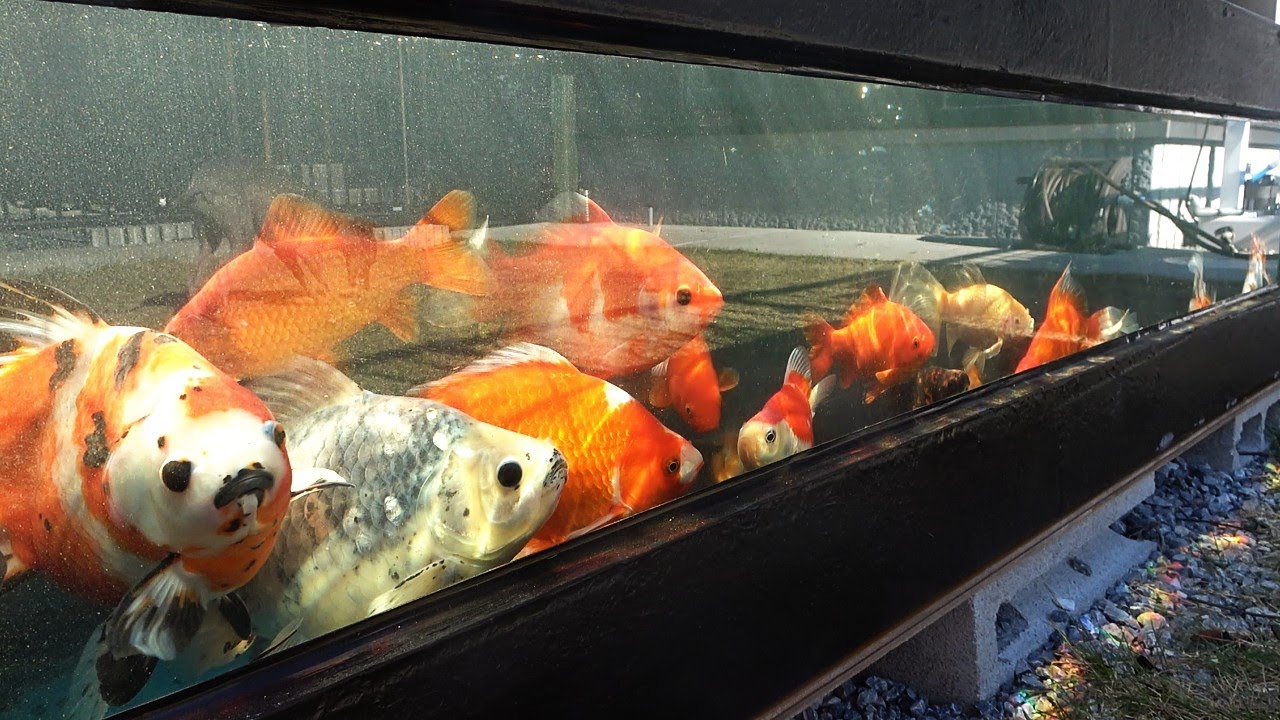人んちの超極上金魚ぜんぶ貰ってきた