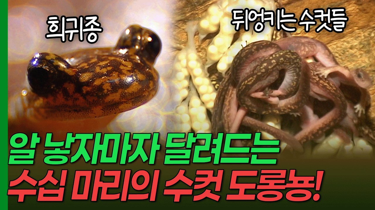 알을 낳자마자 수십 마리의 수컷이 달려든다! 꼬리치레도롱뇽의 집단 산란 [환경스페셜-내리계곡엔 꼬리치레 도롱뇽이 산다] / KBS 20040901 방송