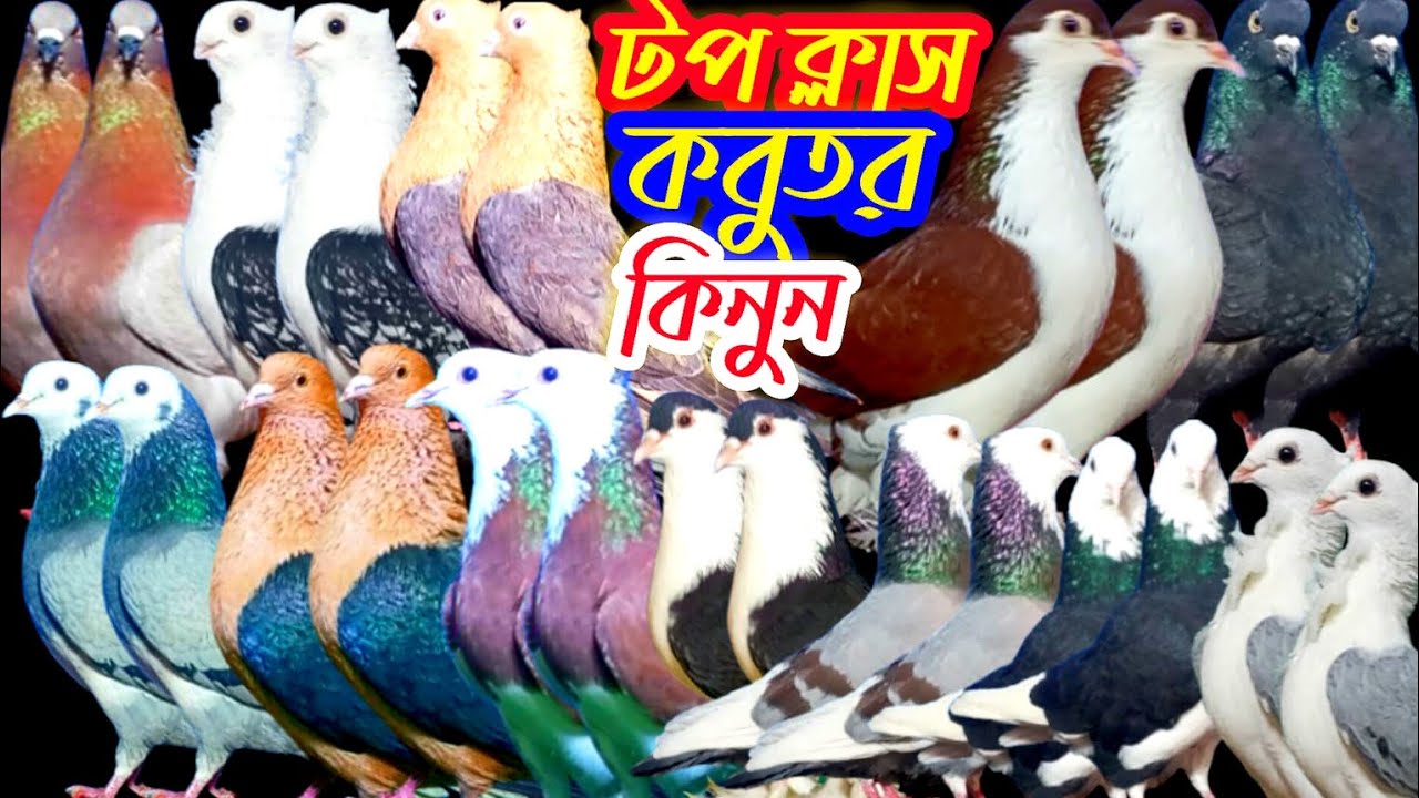 ইতিহাসের সেরা ইউনিক দেশি-বিদেশি কবুতর কিনুন ফ্রী ডেলিভারিতে #bdpets