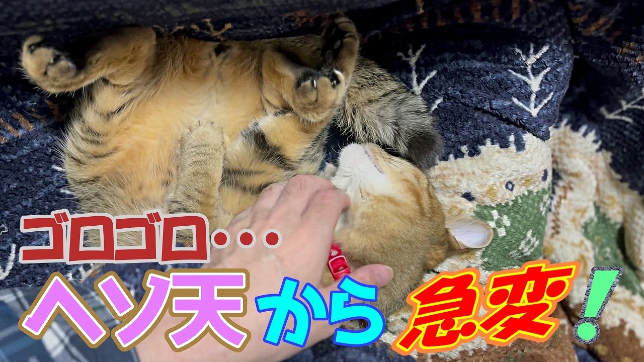 ヘソ天から一転狂暴モモへ！！！