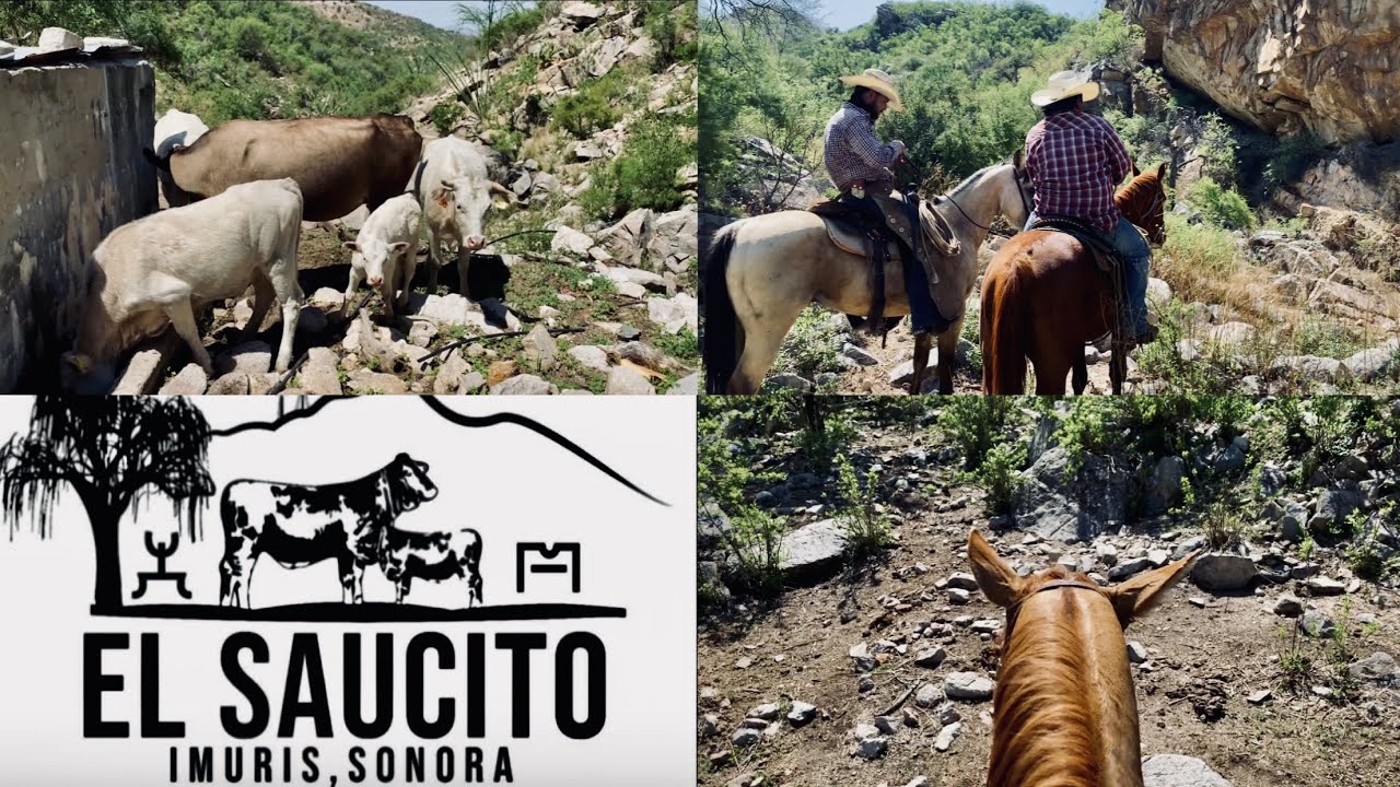 CAMPEANDO en el Rancho EL SAUCITO de nuestro amigo Manuel Acedo, queremos llevarnos 2 vaquillas🐮🤠