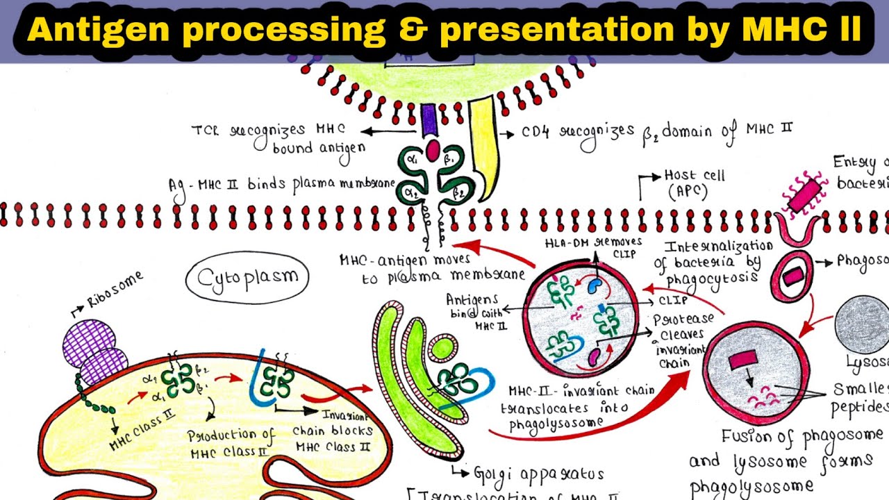 Antigen processing and presentation by MHC class II | Immunology Lecture 27