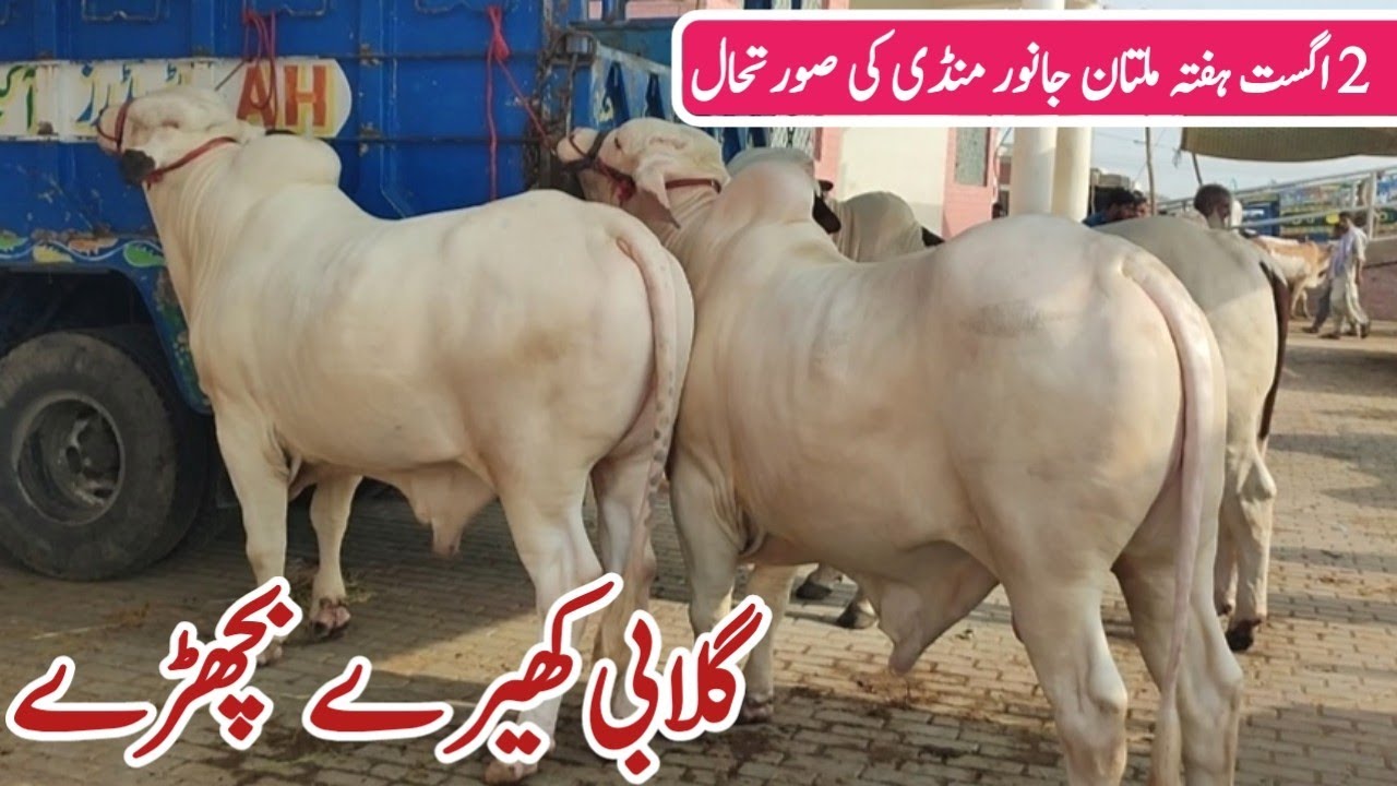 Multan Mandi K Heavy Kheery Bachron Ki Update | 2 August Saturday Multan Cattle Mandi Latest Update