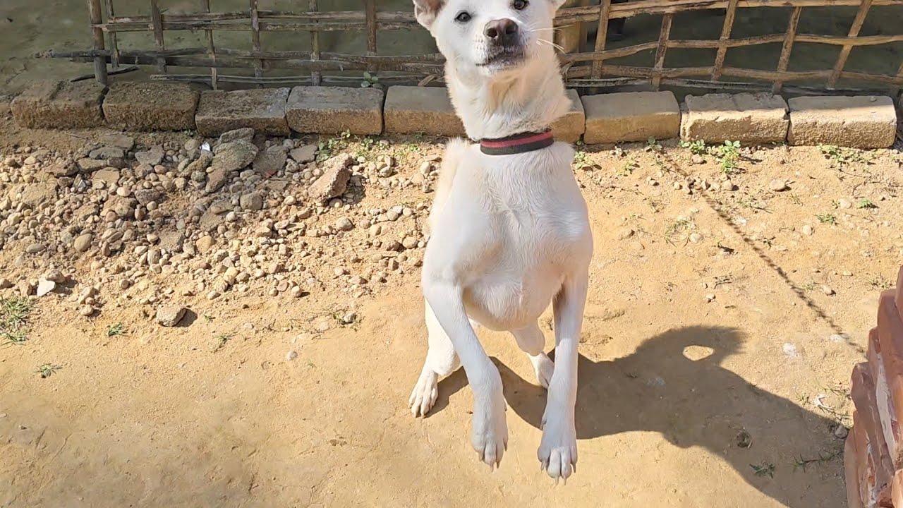 White doggy reaction when he sees to me 0
