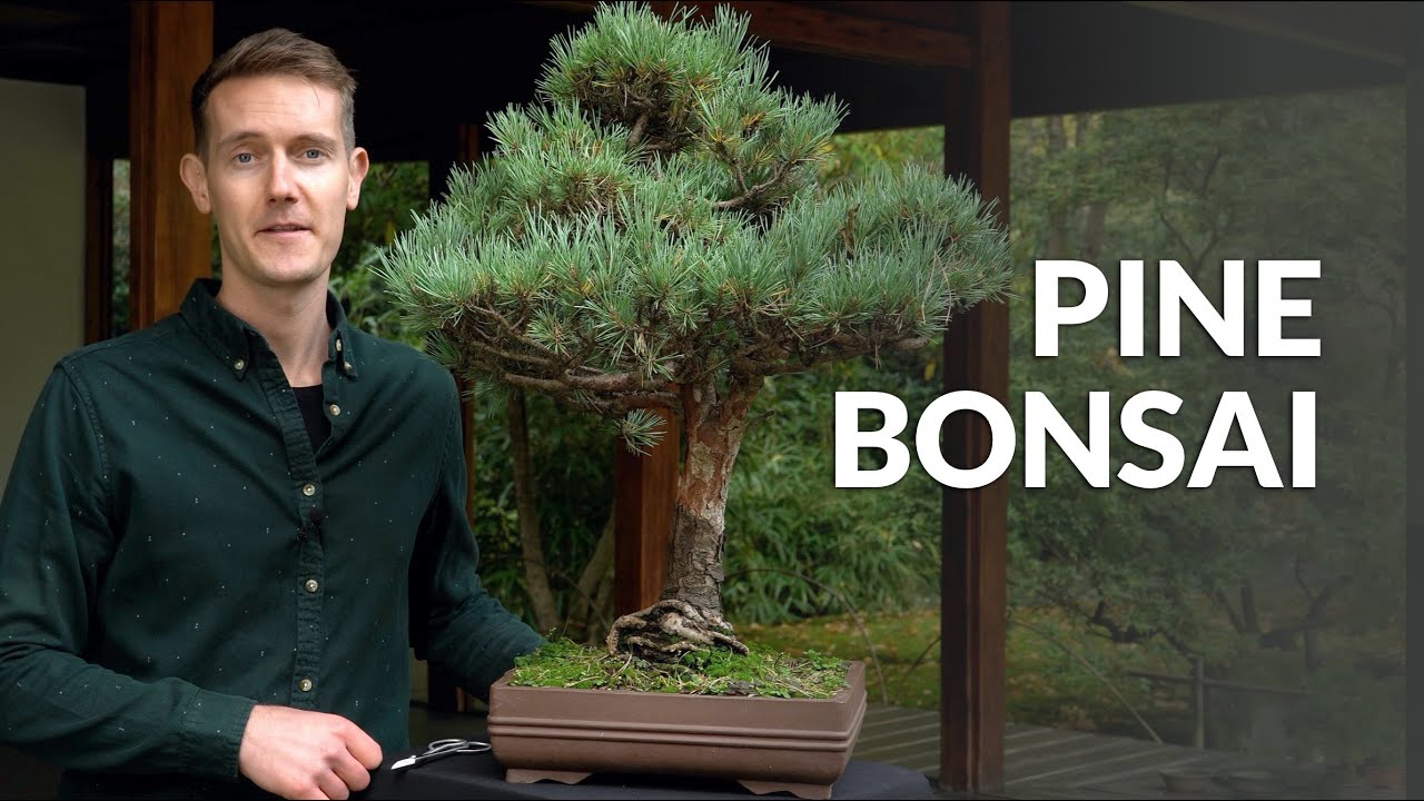 Drzewko Bonsai Sosna