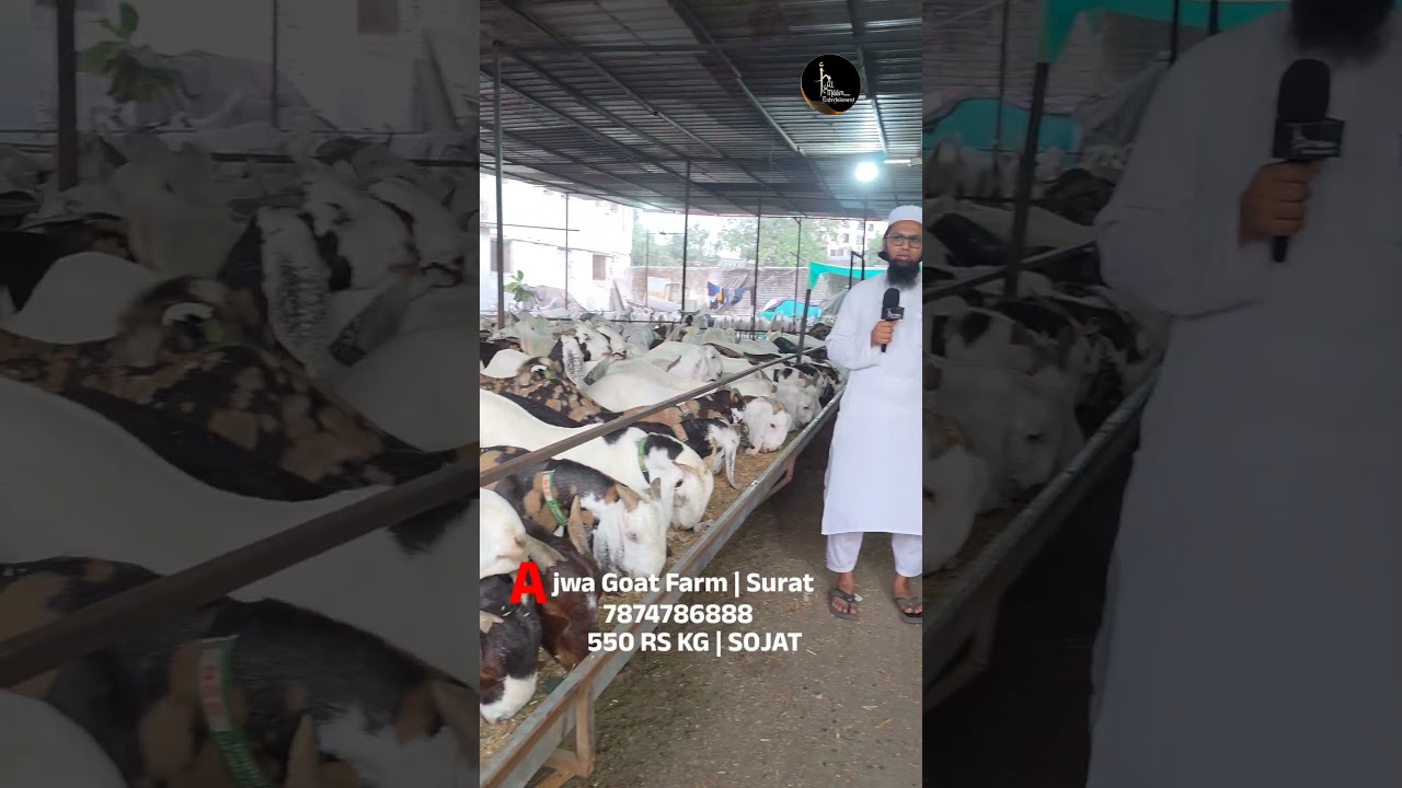 Ajwa goat farm Surat