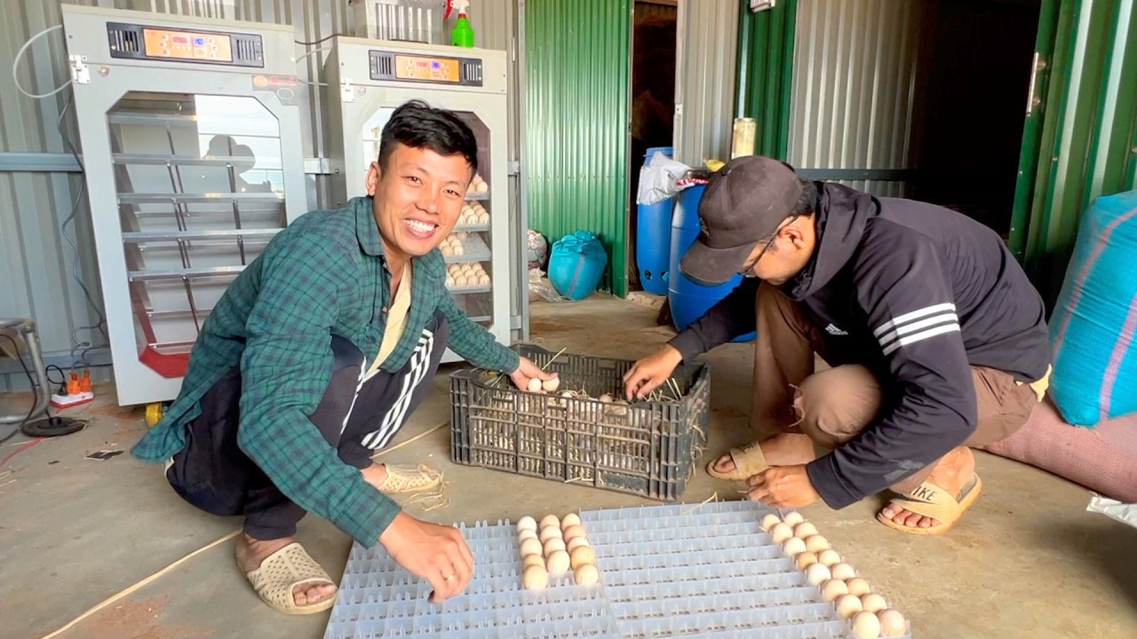 HÔM NAY HUY ĐƯA GÀ CON Ở TRẠI CÚ ĐẤM THÉP VỀ ĐỂ NUÔI | Xóm Dừa
