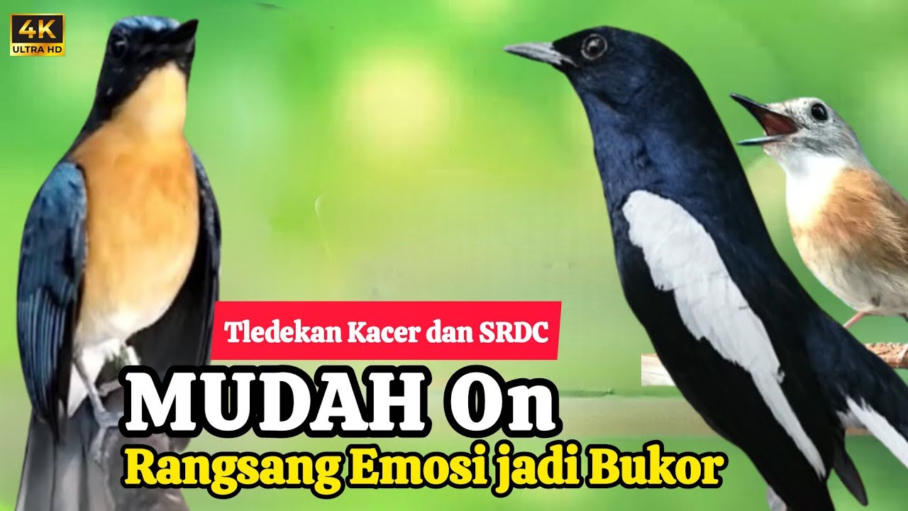 TERBUKTI AMPUH, MERANGSANG EMOSI TLEDEKAN GUNUNG, SRDC DAN KACER