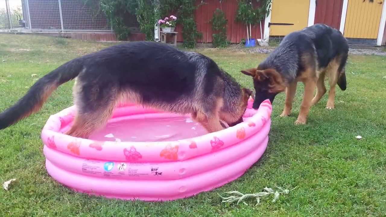 Young German shepherds first bath
