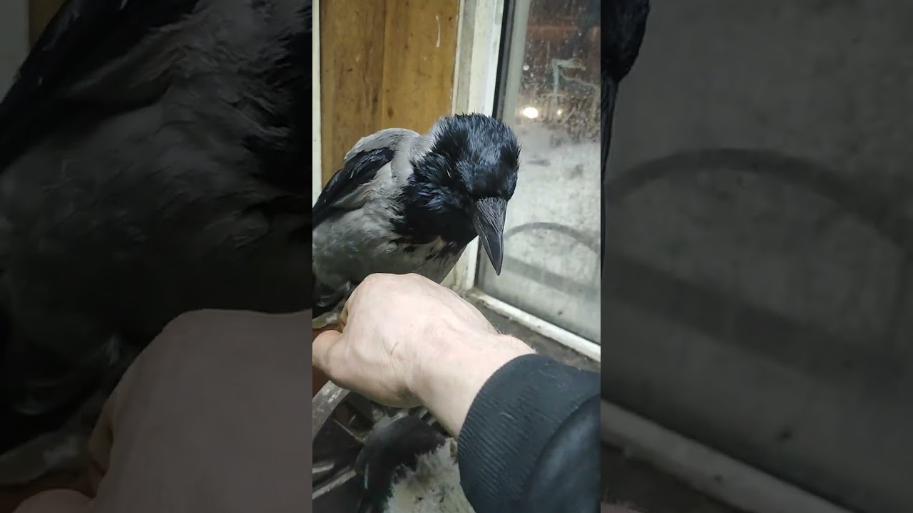 Утро 🦅🦅😼🐶😁