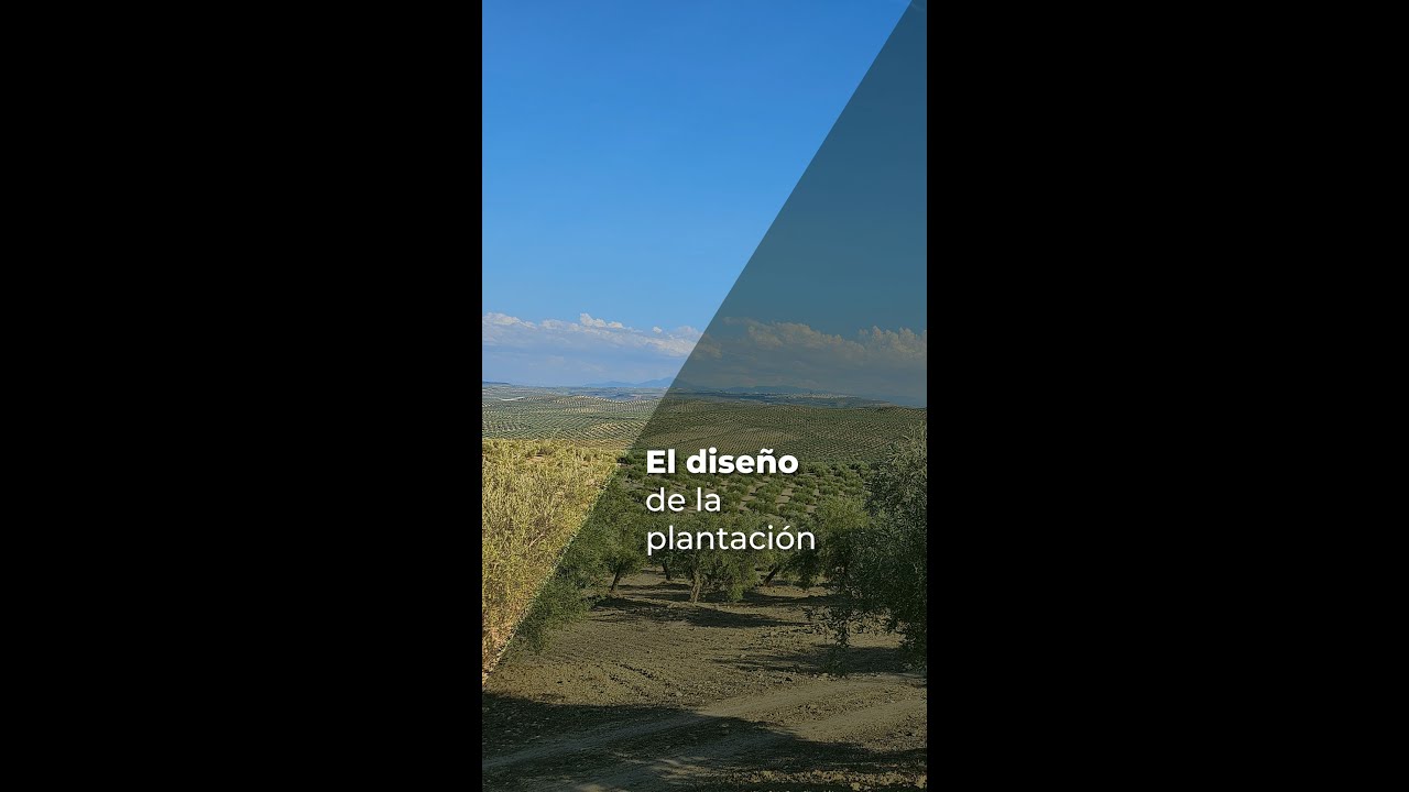EL DISEÑO DE LA PLANTACIÓN