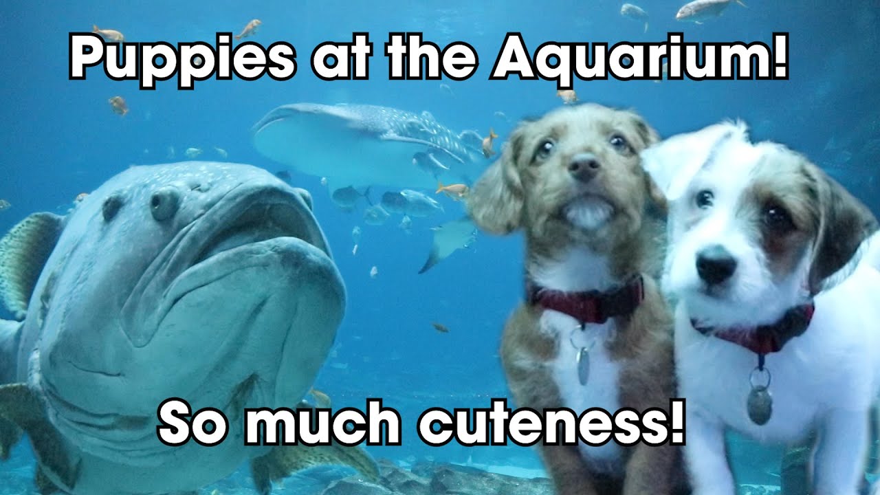 We Brought PUPPIES to the Georgia Aquarium!! | The Cutest Puppies in the World Take a Field Trip!