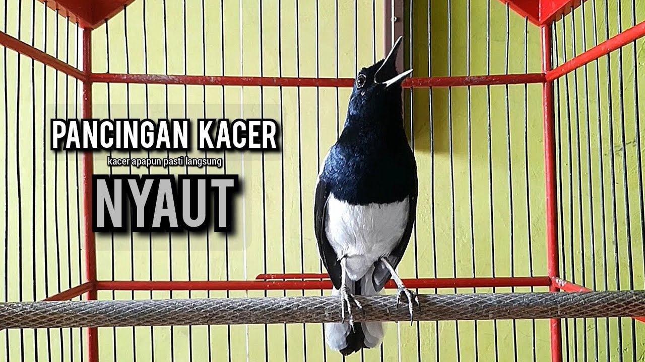kacer gacor NGEPLONG tarung ini paling ampuh buat PANCINGAN KACER agar EMOSI NYAUT