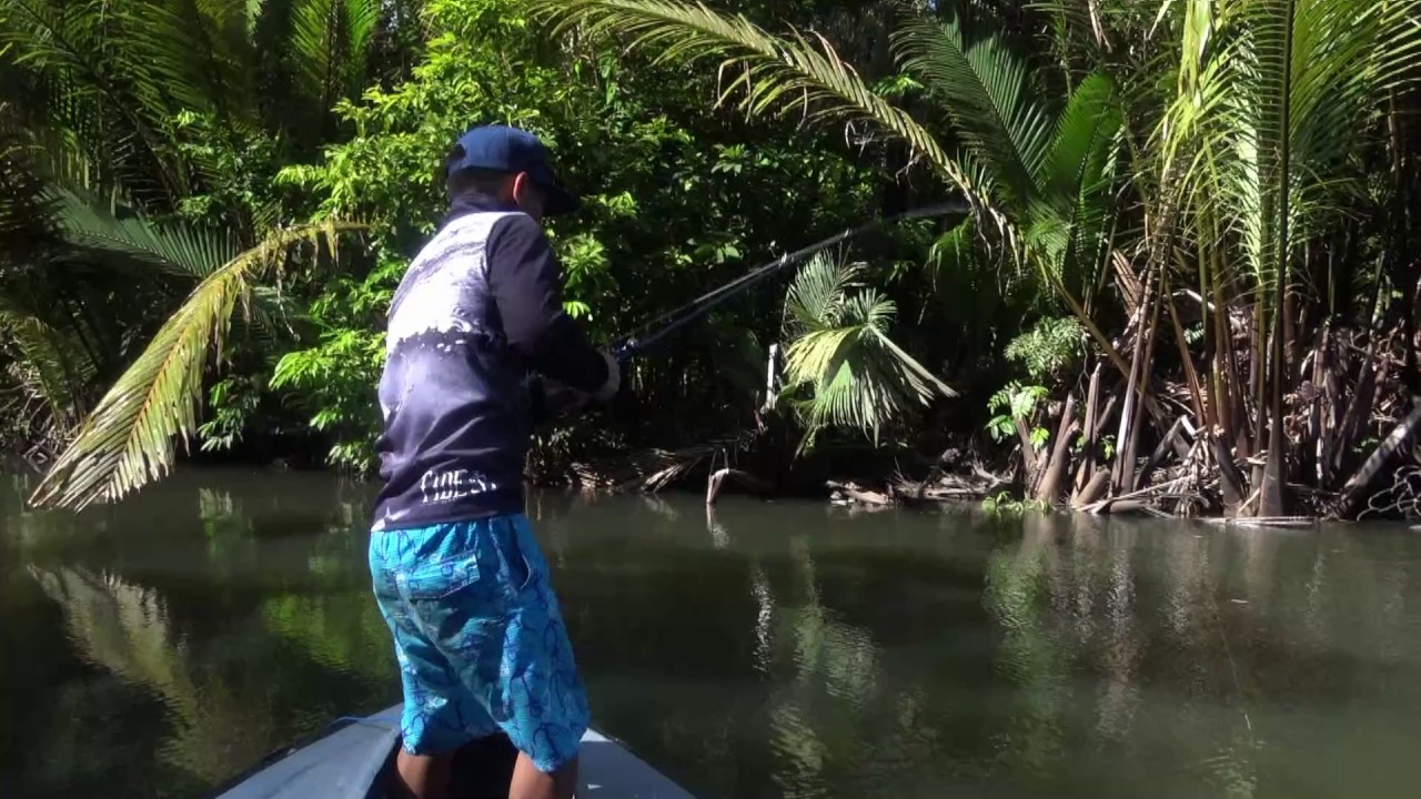 Papuan Spottail Bass fishing with 