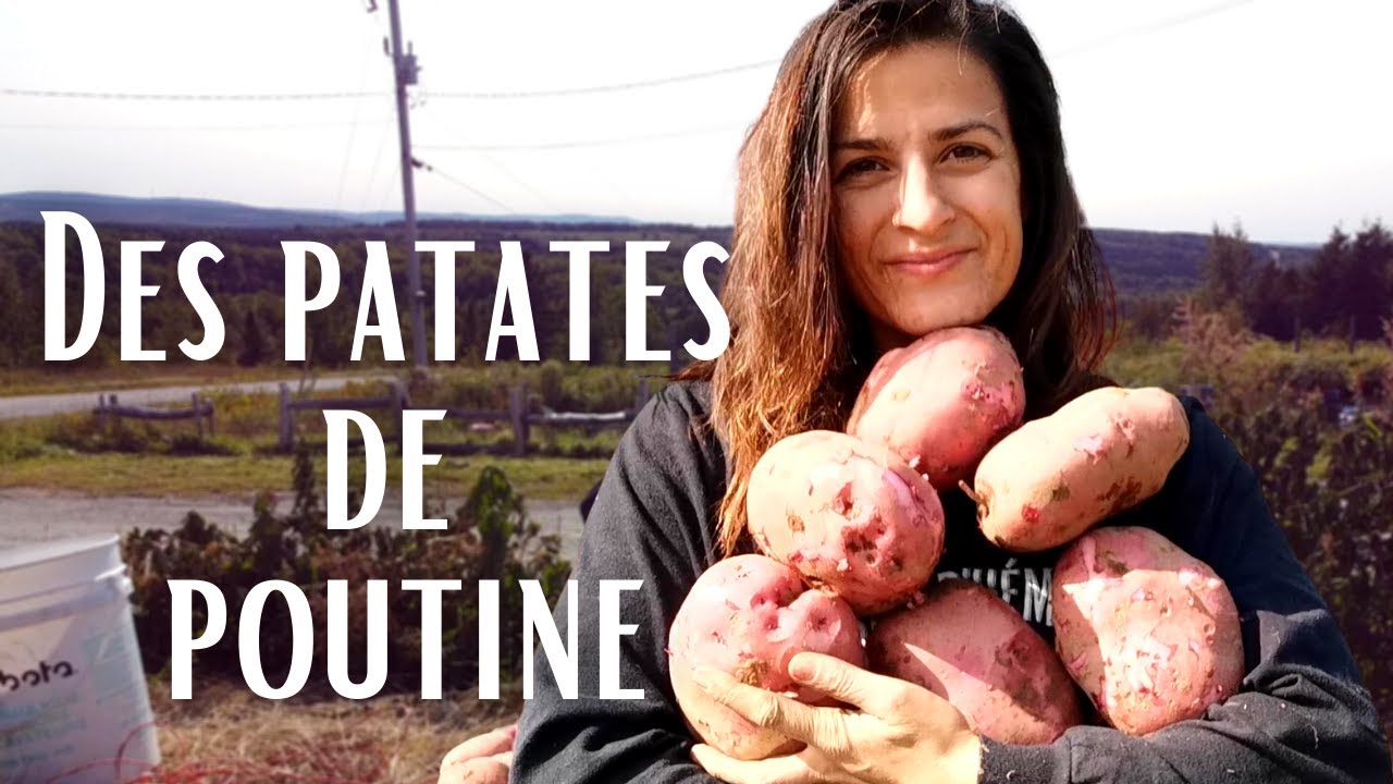 CULTURE GROSSES POMMES DE TERRES BIOLOGIQUE pour les nuls sous le foin PERMACULTURE QUEBEC