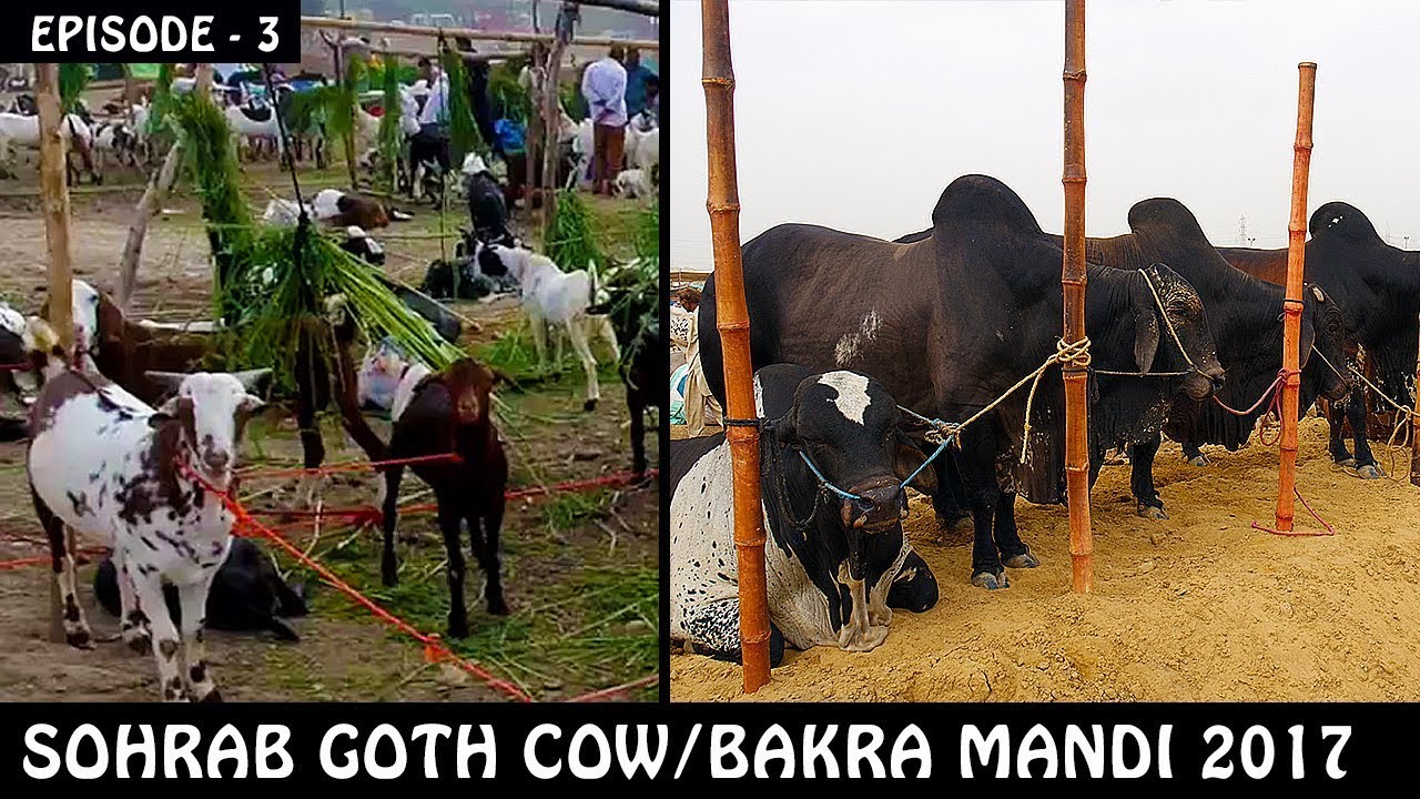 COW MANDI SOHRAB GOTH 2017 | Episode 3 | Video in URDU/HINDI