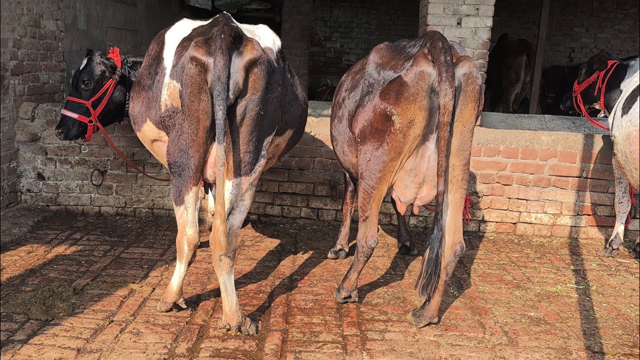 #ਤੋਕੜ ਗੱਬਣ ਗਾਂ #ਸੱਜਰ ਸੂਈਆ ਗਾਂਵਾਂ ਵਿਕਾਊ  4 animals for sale #best#qulity #top#bufflo#cow #viralvideo 