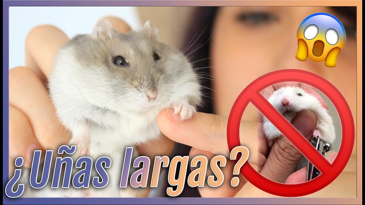 ¿Cómo puedo cortar las uñas de mi hámster? | El crecimiento de uñas y dientes en hámsters