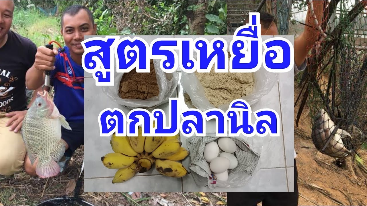 สูตรเหยื่อตกปลานิล