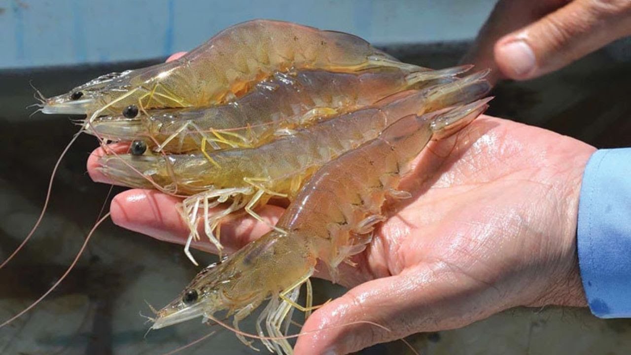 Làm giàu nhờ mô hình nuôi tôm theo hướng tuần hoàn
