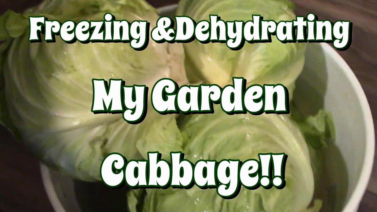 Подготовка огородной капусты к зиме