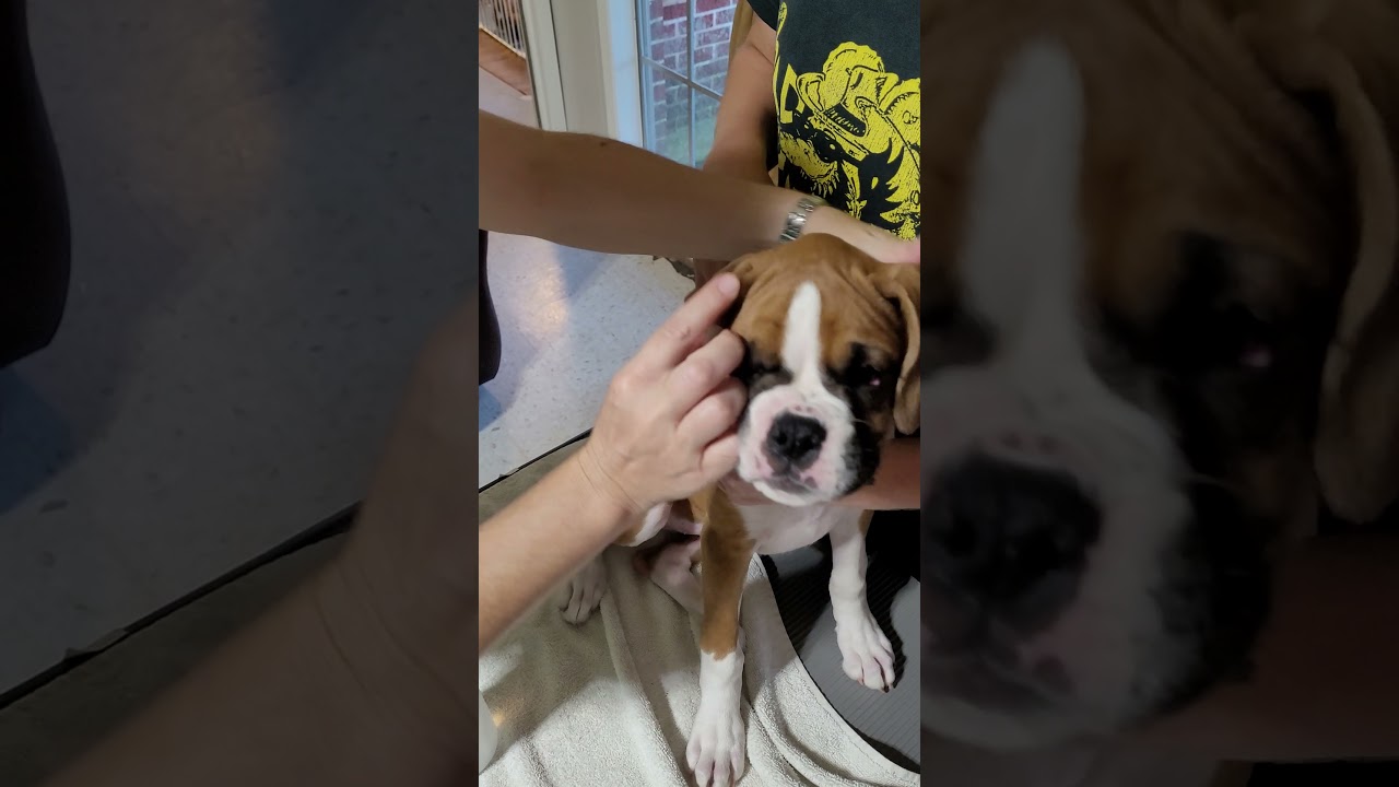 Boxer natural ear taping