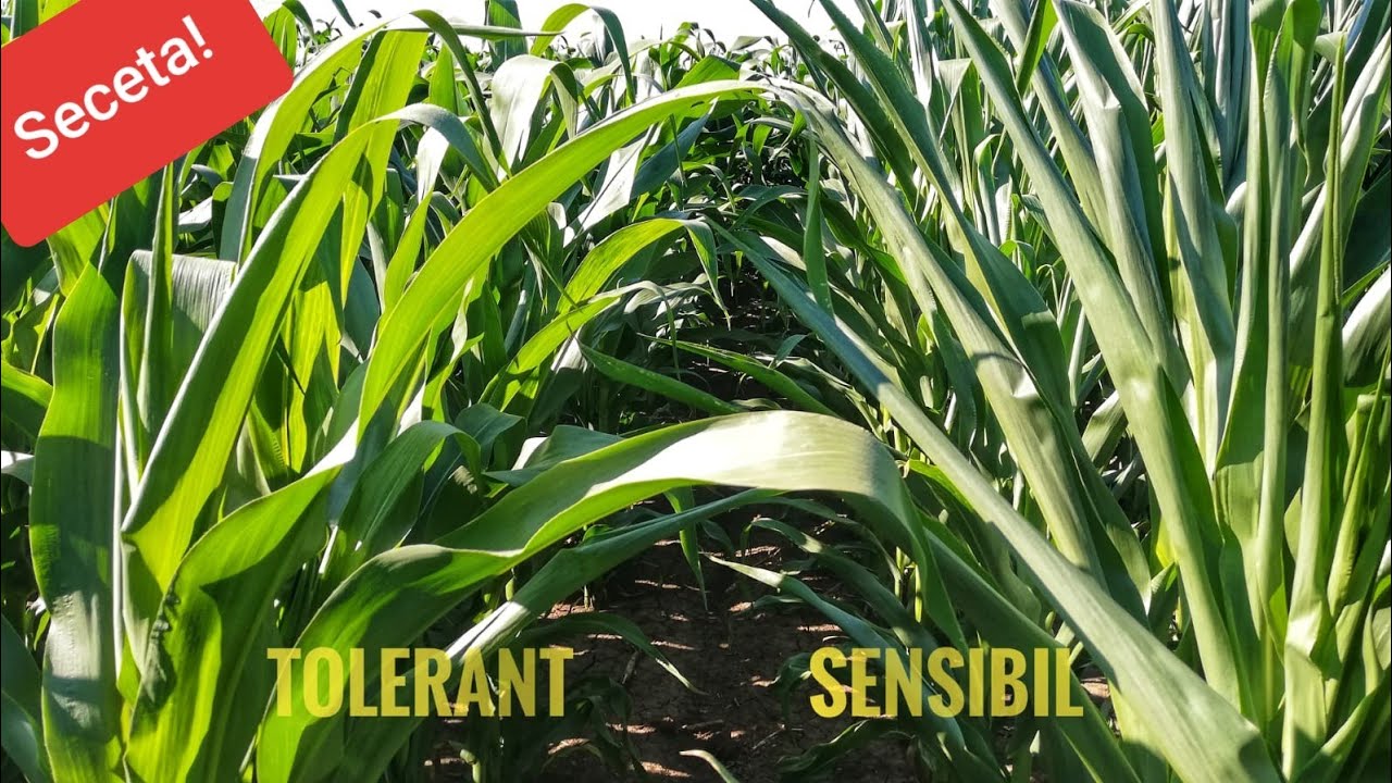Porumb  tolerant vs. sensibil la seceta