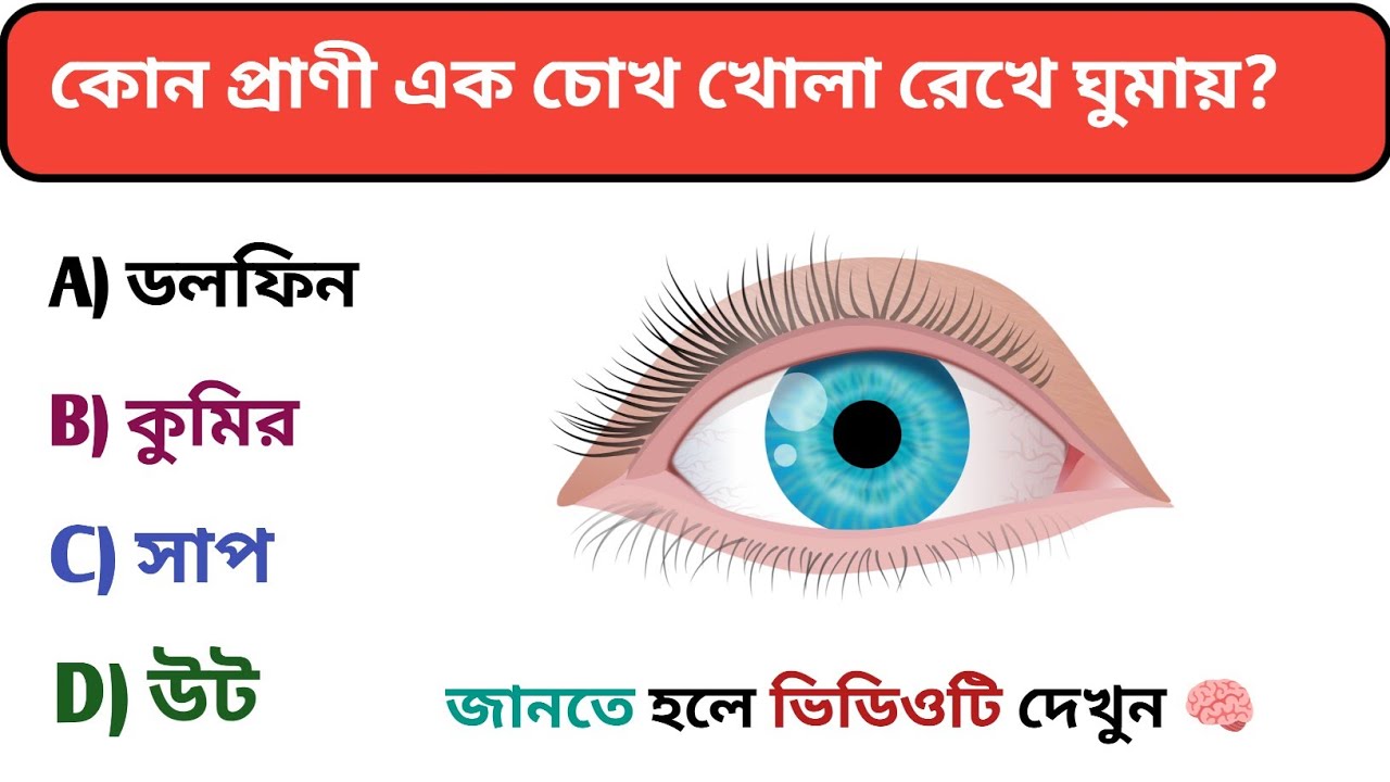 Gk Questions || Gk in Bangla || Gk Question and Answer || Gk Quiz