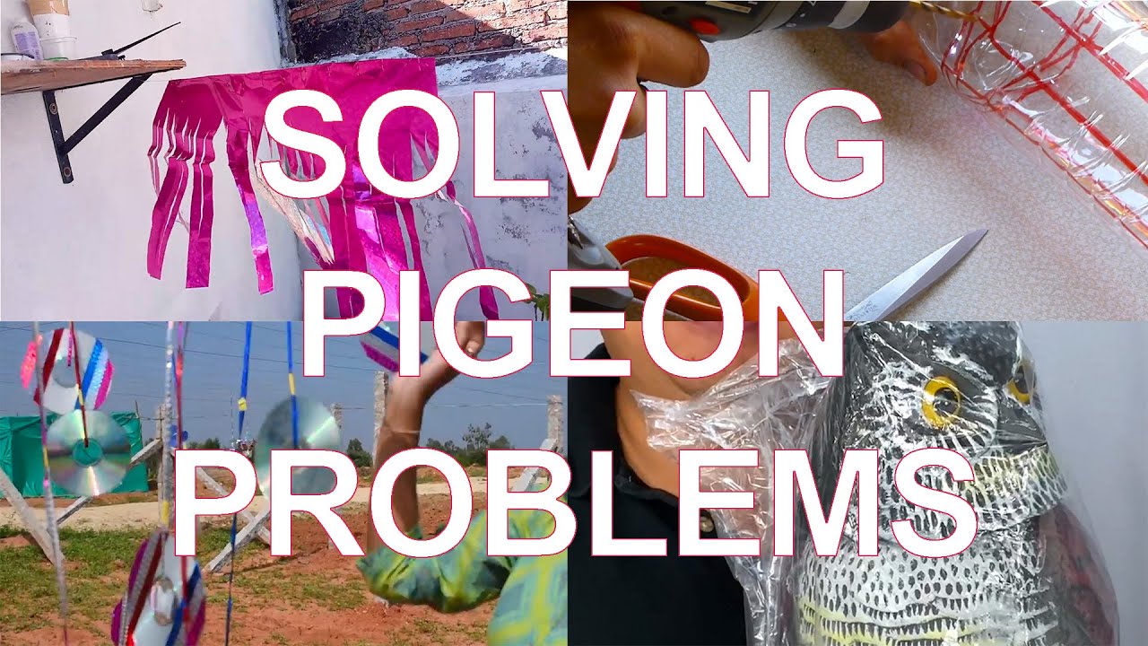 Solving Pigeon Problems