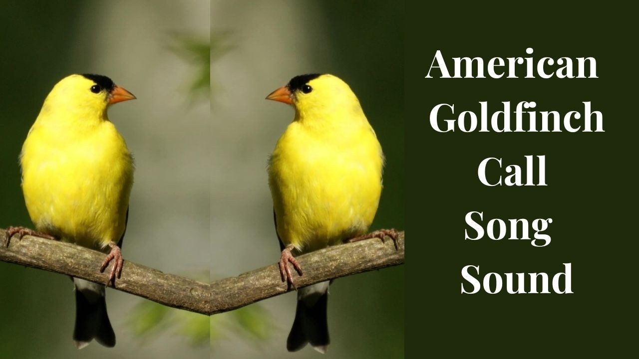American Goldfinch Call | Cheerful Musical Calls and Melodies