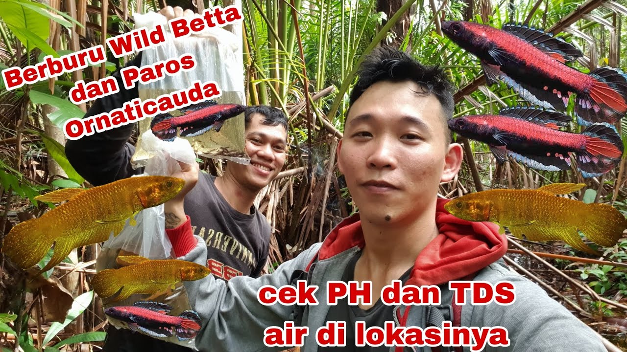 Berburu Paros Ornaticauda dan Wild Betta bersama sahabat